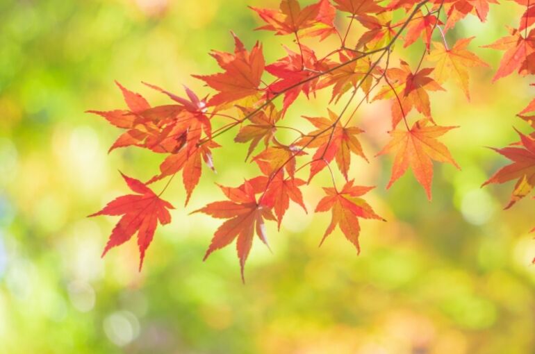 紅葉