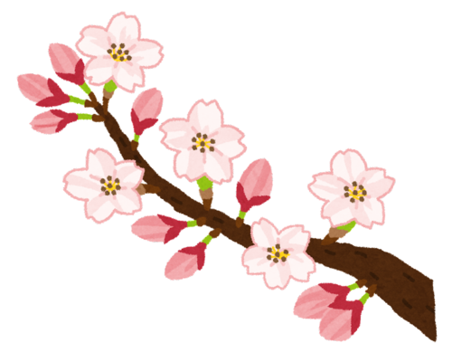 sakura_kaika
